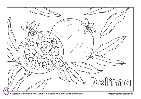 Gambar mewarnai buah delima